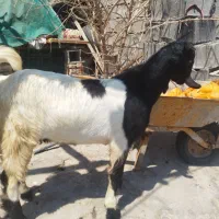 بیگ نر تحمی