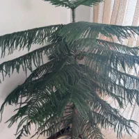 فروش دخترچه کاج با ارتفاع ۱۷۰ متر فقط ۲ میلیون|گل و گیاه طبیعی|تهران, حکیمیه|دیوار