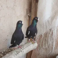 کبوتر زیل