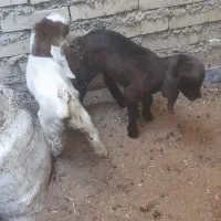 بز مطفل|حیوانات مزرعه|اهواز, گلدشت|دیوار