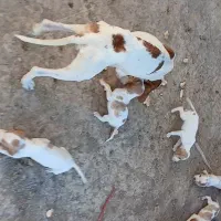 توله سگ شکاری پوینتر انگلیس دنبلانی|سگ|گلی داغ, |دیوار