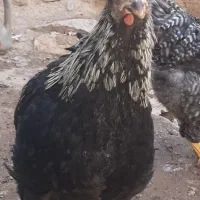 مرغ و خروس و بوقلمون|حیوانات مزرعه|قزوین, |دیوار