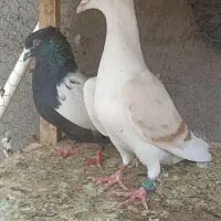 پشت