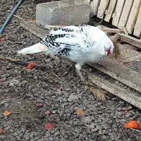 فروش بوقلمون و اردک|حیوانات مزرعه|بم, |دیوار