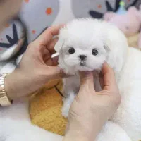 مالتیز|سگ|تهران, درکه|دیوار