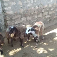 بره ماده