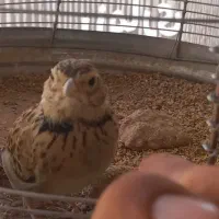 طغرا یا سهره خاکی|پرنده|کرمان, |دیوار