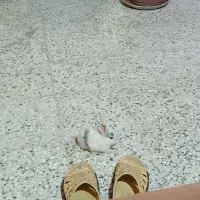 خرگوش کوچولوی بازیگوش بامزه|موش و خرگوش|شهرکرد, |دیوار