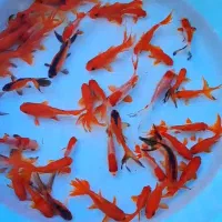 ماهی قرمز|ماهی|چناران, |دیوار