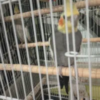 عروس هلندی مرغ عشق