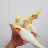 عروس هلندی لوتینو زعفرانی دوماه دستی|پرنده|کرج, کمالشهر|دیوار