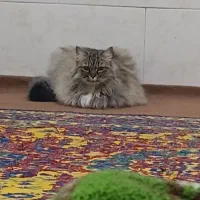 واگذاری گربه