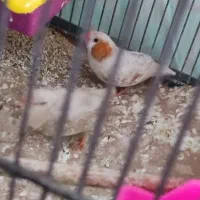 یک جفت فنج/فنچ درشت و سرحال و بالغ و تخم گذار