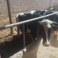 گاو شیری شکم اول