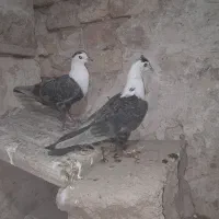 کفتر پرشی کربلی|پرنده|قوچان, |دیوار