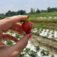 تور تجربه گرای  مزرعه توت فرنگی