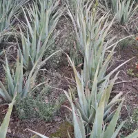 فروش برگ الوورا