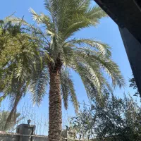 بریدن انواع درخت رایگان ونخل هم میبرم|خدمات باغبانی و درختکاری|آبادان, |دیوار