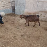 عدد بز|حیوانات مزرعه|پاکدشت, پارچین|دیوار