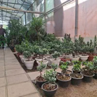 کارگر در گلخانه