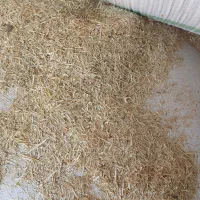 کاه گندم