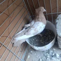 نر سینه زرد