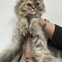 واگذاری گربه پرشین