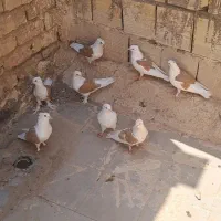 ۵جفت پشت زردازیک نسل استثنایی|پرنده|قم, آزادگان|دیوار