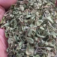 آویشن کوهی برگ درشت