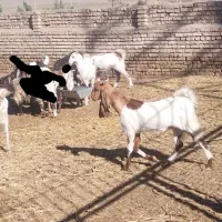 بز فروشی|حیوانات مزرعه|بردسکن, |دیوار