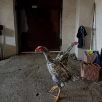 خروس اوشامو