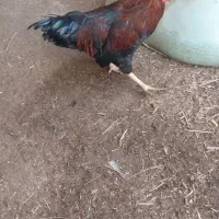 دوعدد خروس فروشی