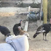 بوقلمون ،مرغ شاخدار