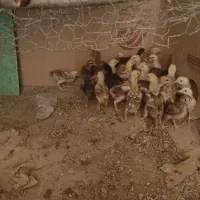 جوجه محلی