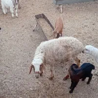 میش|حیوانات مزرعه|سده (خراسان جنوبی), |دیوار