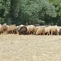 گوسفند