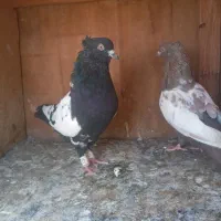 کبوتر سینه ای نروماده جفتن خریدار زنگ بزن|پرنده|تهران, نعمت‌آباد|دیوار