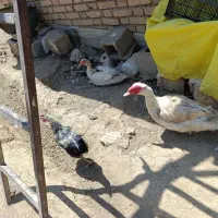 اردک اسرائیلی