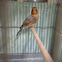 سهره قناری