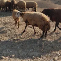 گوسفند گوشتی|حیوانات مزرعه|عنبران, |دیوار