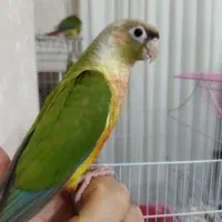 فروش گرینچیک دبل رد فکتور دستی و مولد|پرنده|قدس, شهرقدس|دیوار