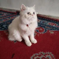 گربه|گربه|گناباد, |دیوار