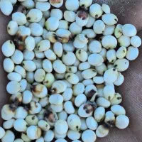 ذرت واسه ارد خوراک دام