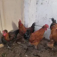 خروس زیبا|حیوانات مزرعه|قم, شهرک امام حسن|دیوار