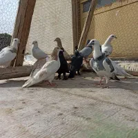 پلاکی کرمانی دورگ ابلغ شیرازی‌‌طوقی رنگی سبز سرور