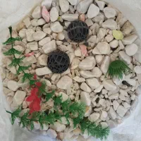 آکواریوم 1 متری|ماهی|تبریز, |دیوار