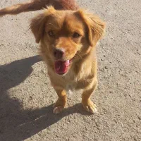 سگ پاکوتاه حرف گوش کن بازی گوش|سگ|آشخانه, |دیوار