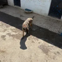 واگذاری سگ رایگان|سگ|تبریز, |دیوار