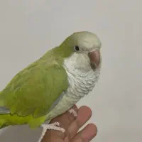 گمشوده یک عدد راحب سبز