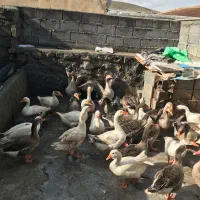 غاز  درجه  یک  درشت|حیوانات مزرعه|جوانرود, |دیوار